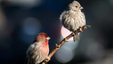 BIRDS